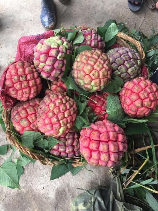 Người tiêu dùng săn lùng Na rừng ruột đỏ giá 300.000 đồngkg