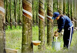 Giá cao su ngày 199 Tiếp đà tăng tại hai sàn giao dịch tại Nhật Bản và Trung Quốc