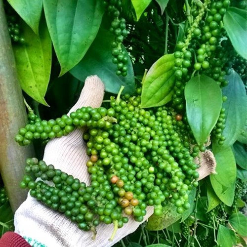 Giá tiêu hôm nay 209 Giá tiêu trong nước đi ngang, thế giới tiếp tục tăng