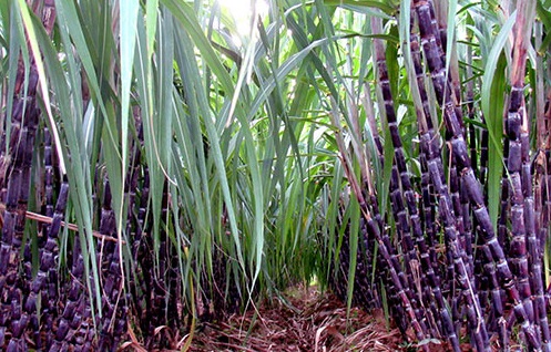 Giá mía ở Hậu Giang giảm so với đầu vụ