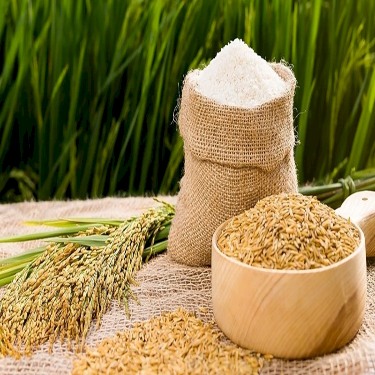 Giá lúa gạo hôm nay ngày 49 Giá gạo trong nước giảm