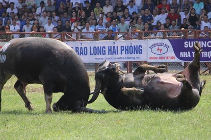 Hải Phòng Tạm dừng lễ hội chọi trâu Đồ Sơn năm 2020 do dịch Covid-19