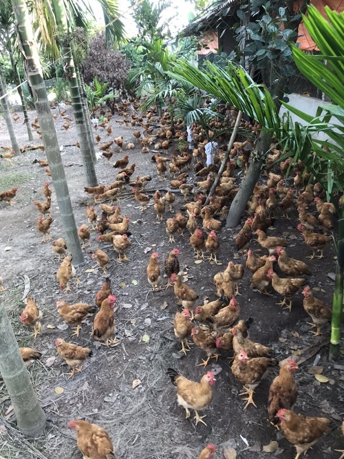 Phát hiện 1 ổ cúm gia cầm AH5N6 tại Hải Phòng