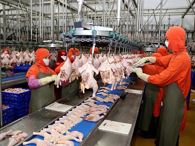 Thái Lan ngừng nhập khẩu gia cầm sống từ Việt Nam