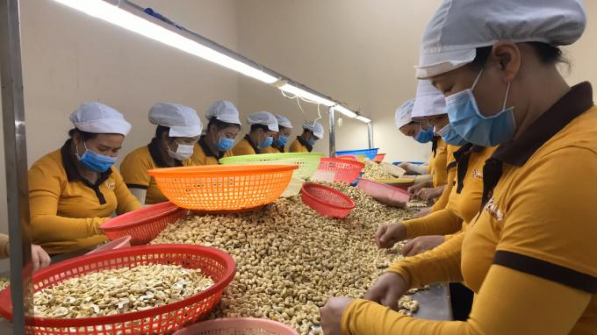 Xuất khẩu điều dự báo tăng mạnh những tháng cuối năm do nhu cầu cao tại một số thị trường lớn