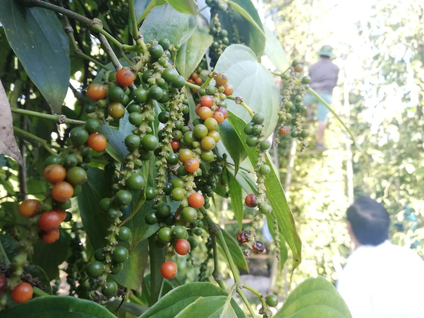 Giá tiêu hôm nay 89 Thị trường khá trầm lắng, giá tiêu đi ngang quanh mức 47.500 - 50.000 đồngkg