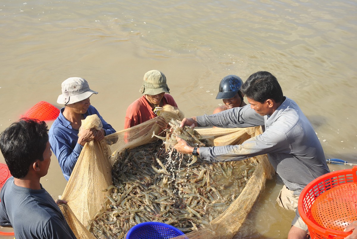 Xuất khẩu lô tôm đầu tiên sang châu Âu theo hiệp định EVFTA