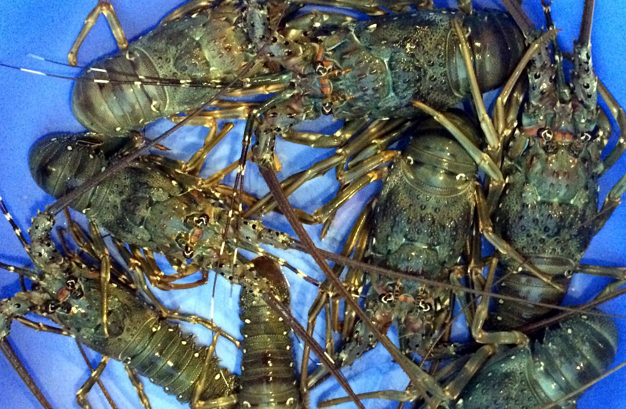 Cá mú loay hoay tìm đầu ra, tôm hùm tăng giá bất ngờ