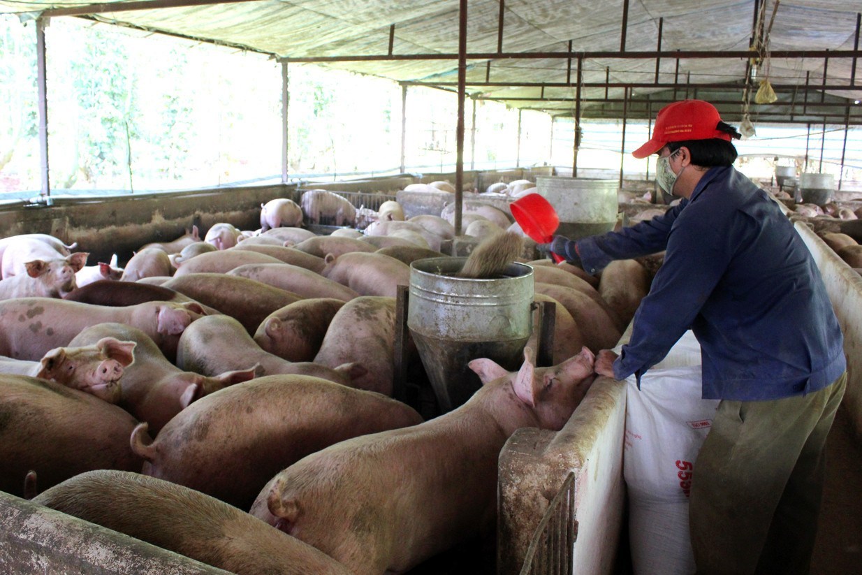 Giá heo hơi hôm nay 229 Tiếp tục tăng nhẹ vài nơi