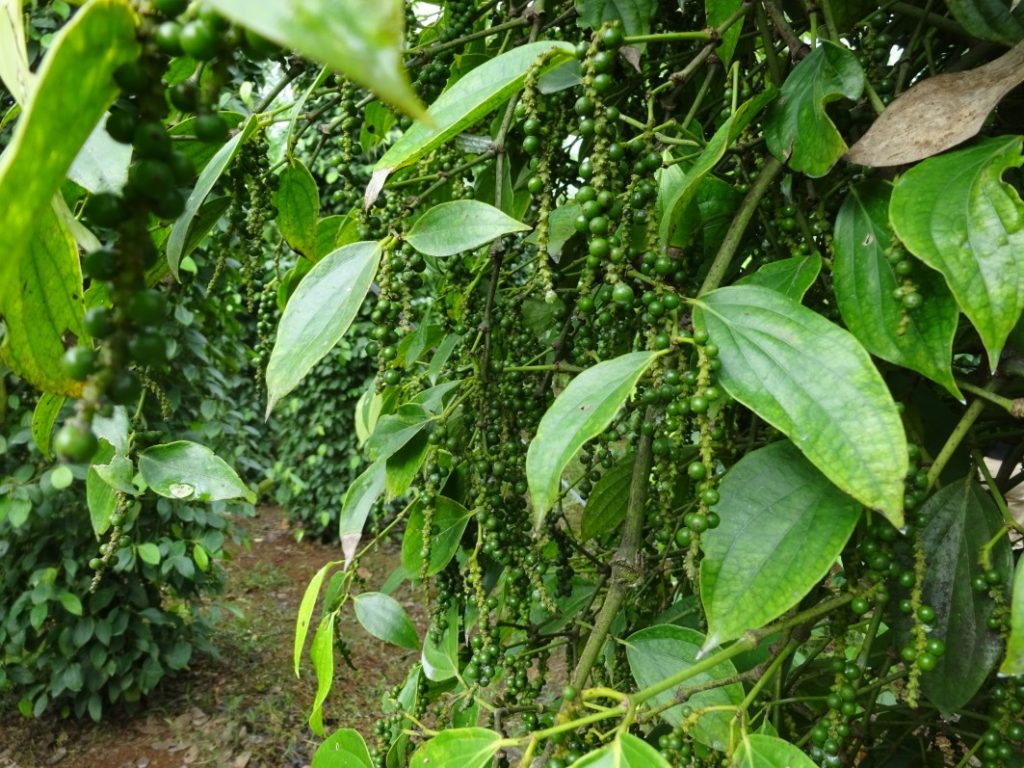 Giá tiêu hôm nay 229 Tăng 500 đồng tại Gia Lai, giá cao nhất là 50.000 đồngkg