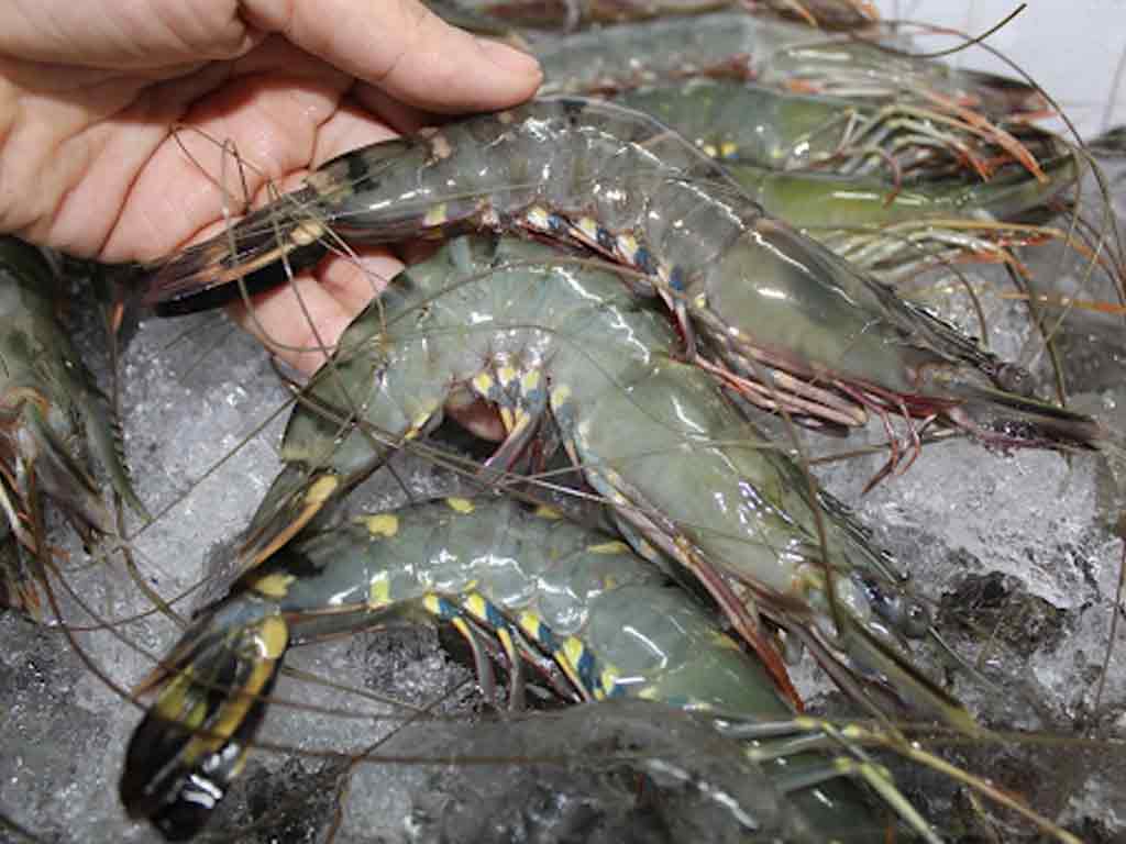 Tháng 82020 Xuất khẩu tôm sang EU tăng gần 16% nhờ Hiệp định EVFTA