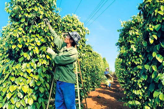 Giá tiêu hôm nay 239 Ghi nhận mức tăng nhẹ
