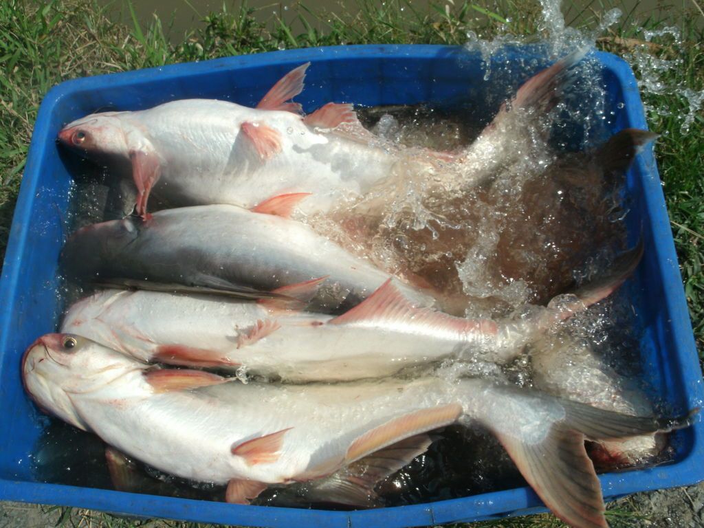 Xuất khẩu cá tra sang thị trường Anh tăng trưởng khả quan