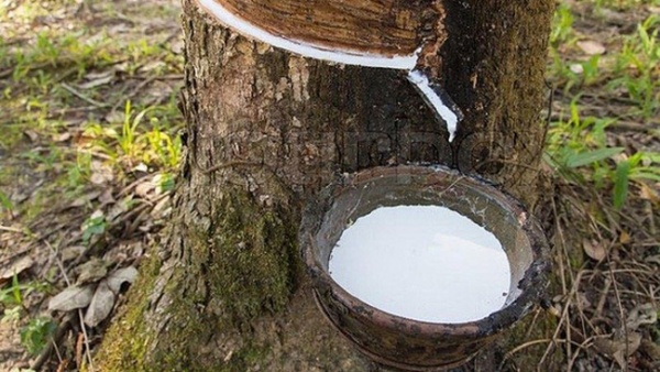 Giá cao su hôm nay 259 Giá cao su thế giới đồng loạt tăng nhẹ