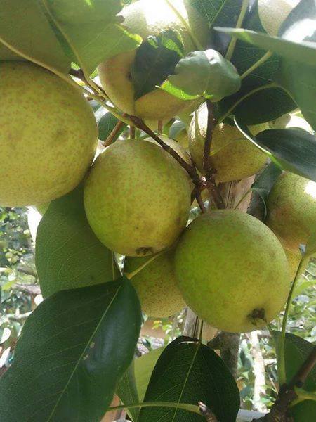 Thay vì mua lê Trung quốc giá rẻ, Người tiêu dùng tìm mua lê đường Hà Giang ngọt lịm