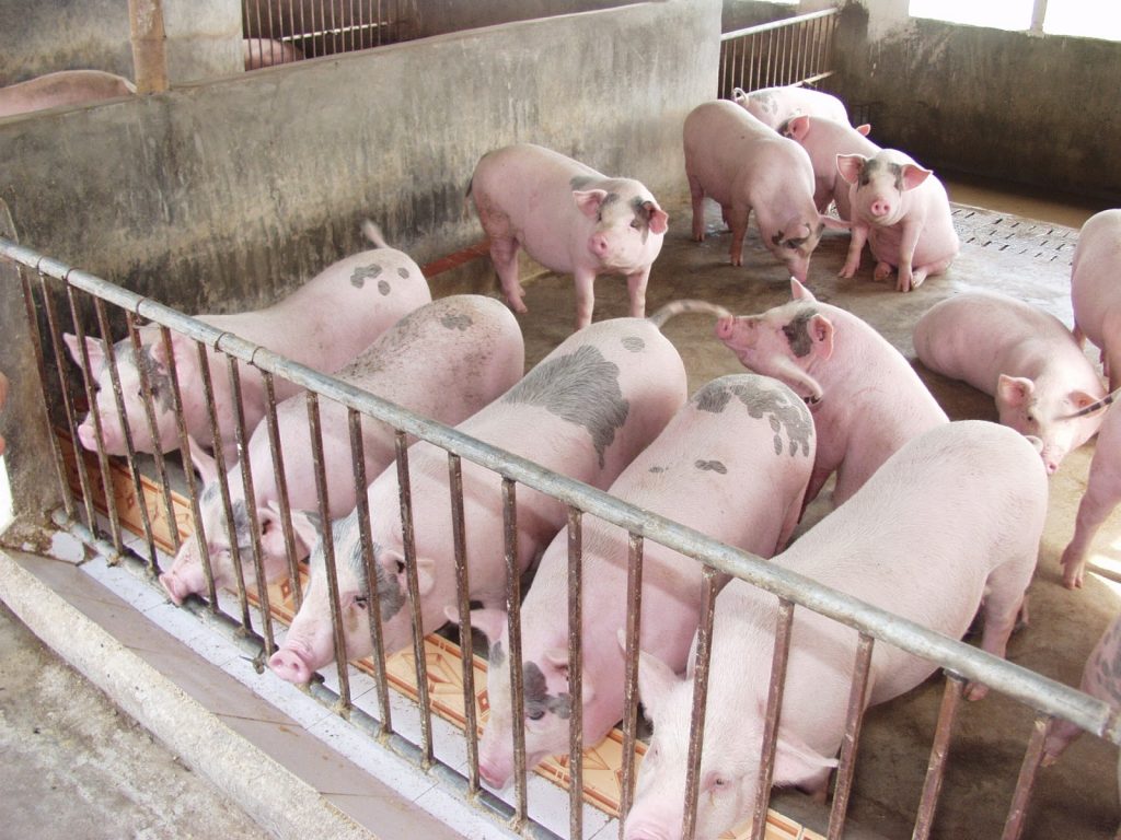 Giá heo hơi hôm nay 289 Thị trường miền Nam lặng sóng, giá heo hơi giao dịch quanh ngưỡng 80.000 đồngkg