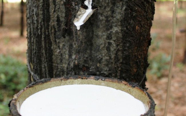 Dự báo giá cao su tăng mạnh do thiếu hụt nguồn cung