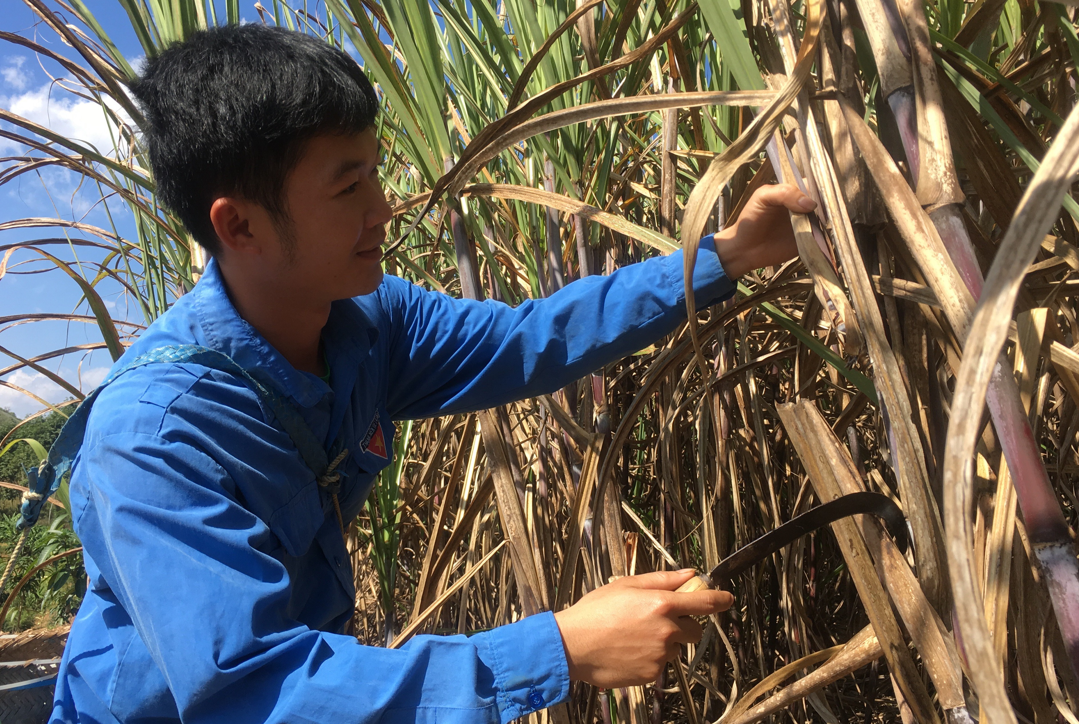 SLS sắp trả cổ tức tỉ lệ 70% bằng tiền