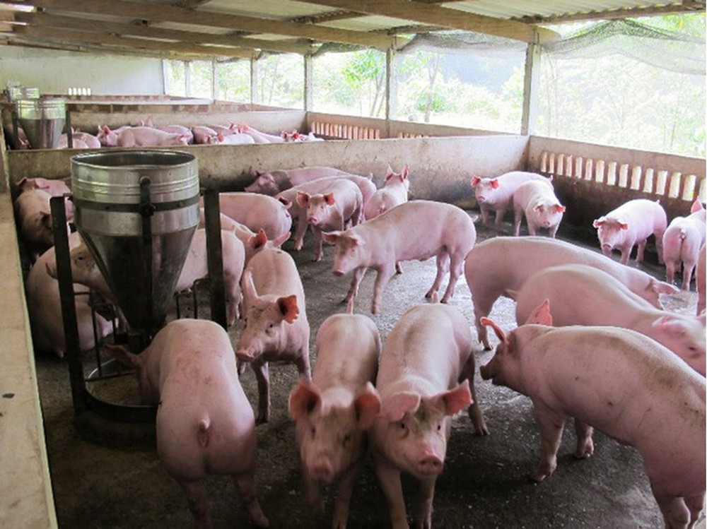 Giá heo hơi hôm nay 110 Giảm mạnh ở nhiều tỉnh thành