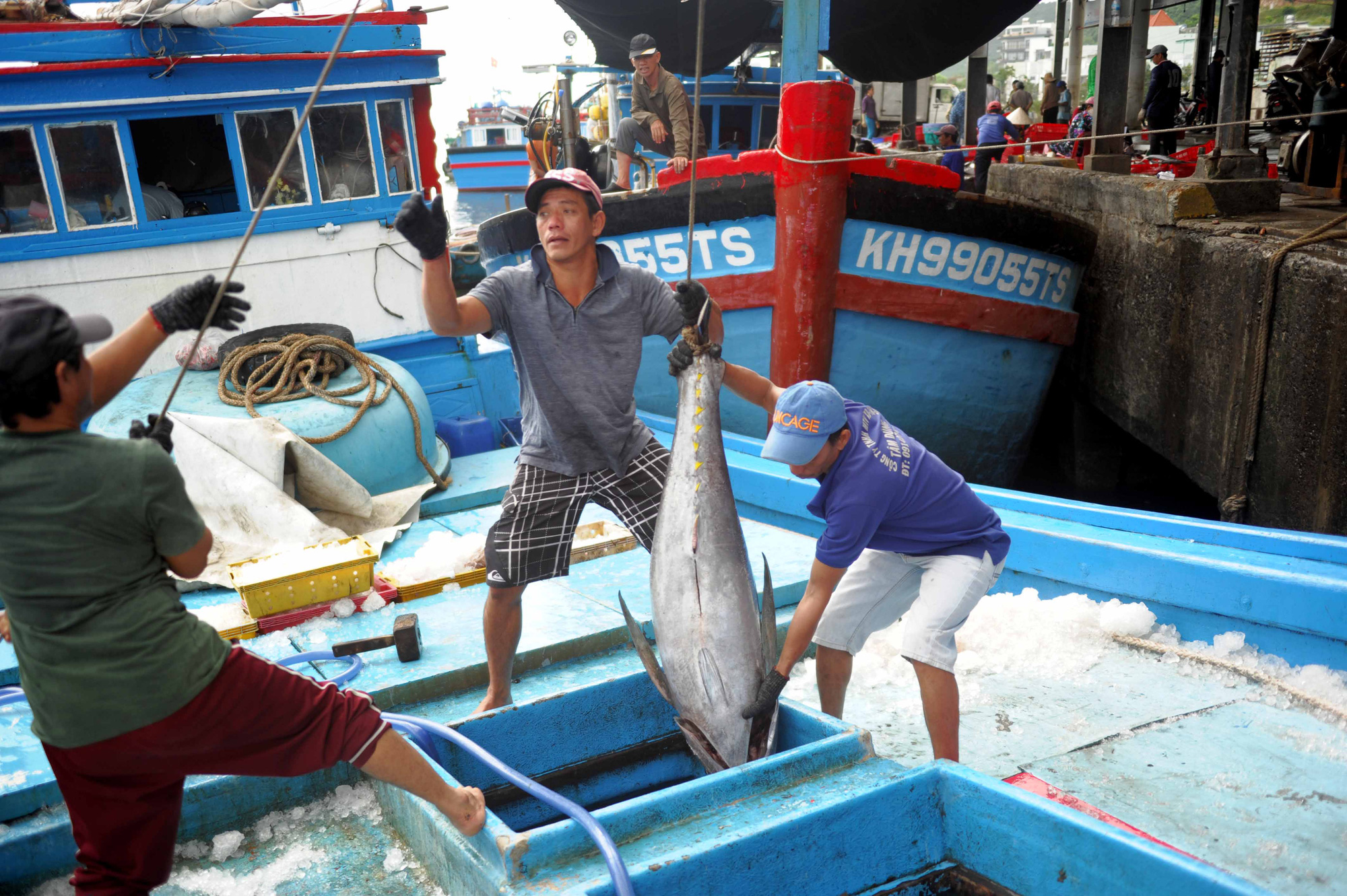 Xuất khẩu cá ngừ sang thị trường Ai Cập tăng mạnh