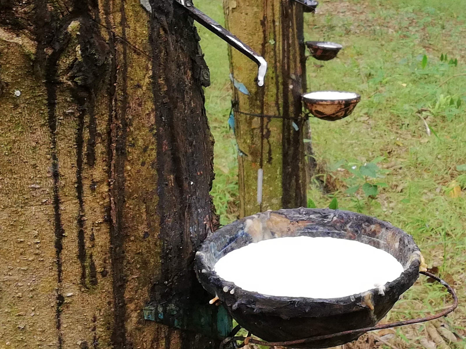 Giá cao su hôm nay 210 Biến động trái chiều trên thị trường