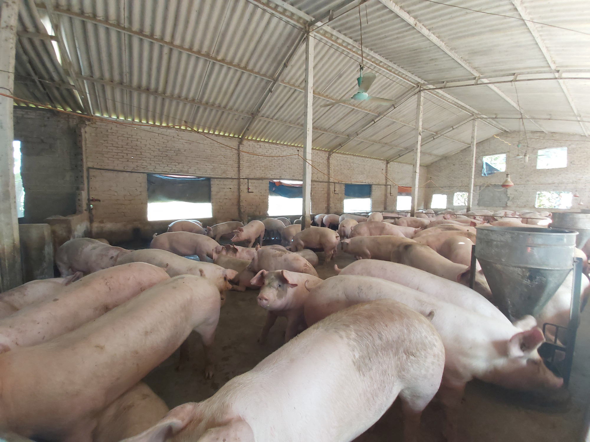 Giá heo hơi hôm nay 310 Tiếp tục giảm mạnh phiên cuối tuần