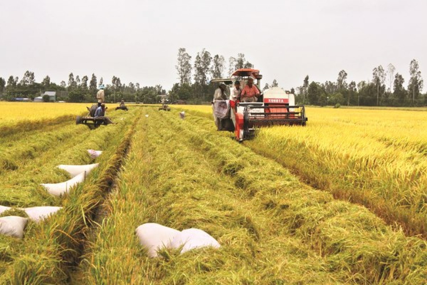 Giá gạo hôm nay 310 Bật tăng trở lại báo tin vui cho người nông dân
