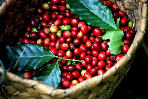Giá cà phê hôm nay 410 Tăng nhẹ phiên cuối tuần