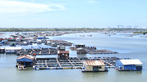 Dự báo xuất khẩu thủy sản quý IV2020 đạt 2,3 tỷ USD