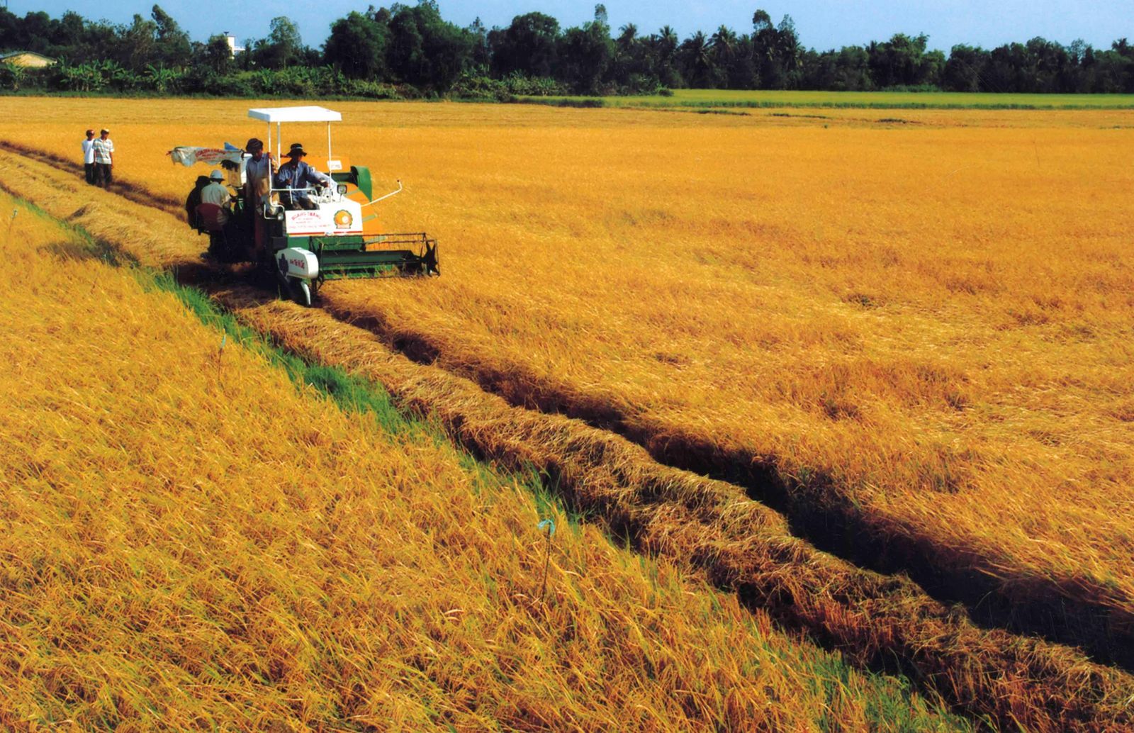 Giá lúa gạo hôm nay 710 Giá lúa tăng trở lại, giá gạo trầm lắng