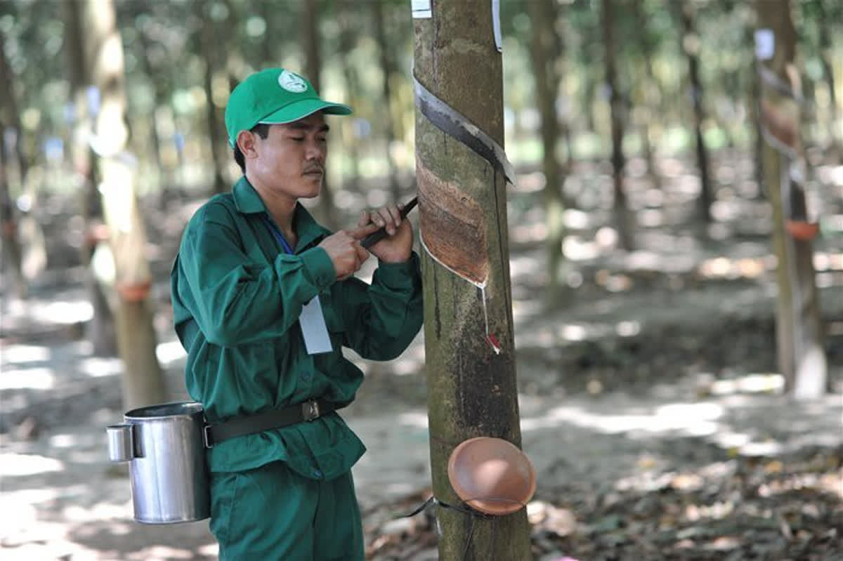 Tập đoàn Công nghiệp Cao su Việt Nam (GVR) muốn thoái vốn tại Vinaruco