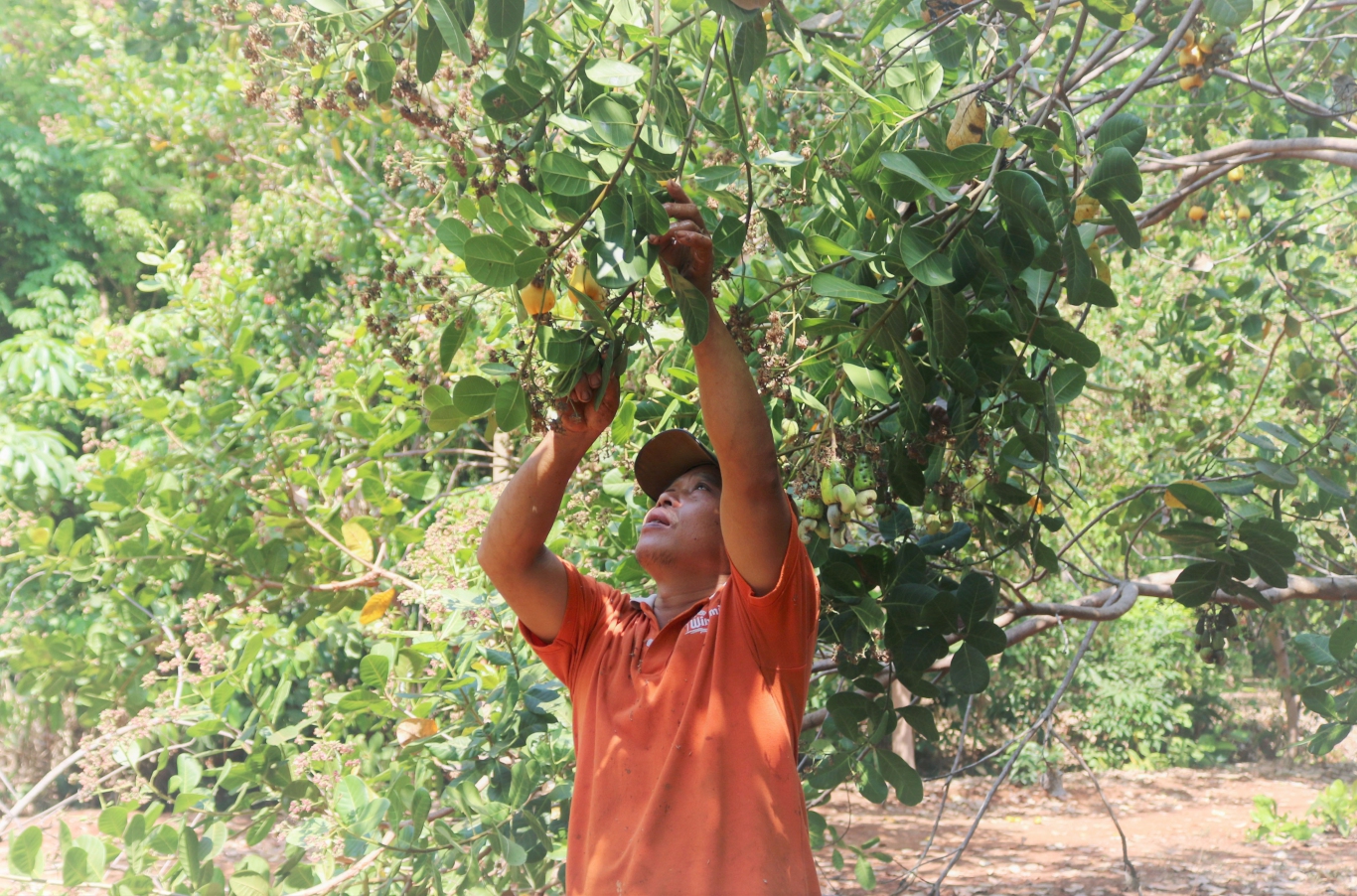 Xuất khẩu hạt điều trong tháng 9 tăng về lượng giảm về trị giá, dự báo giá điều tăng trong thời gian tới