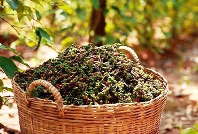 Giá tiêu ngày 1610 Giá tiêu tăng mạnh có thể chạm ngưỡng 70.000 đồngkg