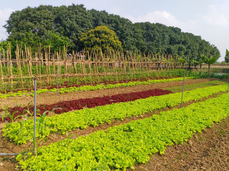 Hỗ trợ chuyển giao công nghệ, xây dựng thương hiệu cho ngành nông nghiệp Hà Nội 