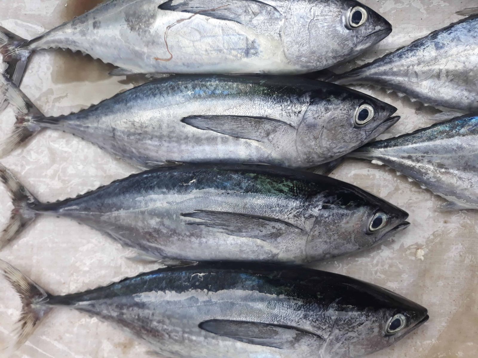 Việt Nam tăng mạnh xuất khẩu cá ngừ sang Italy và Canada