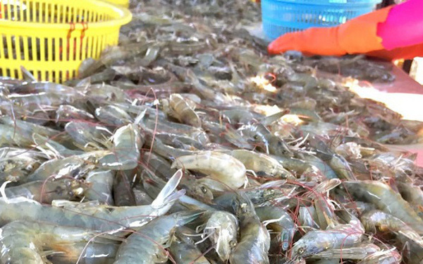 Bị Mỹ áp thuế chống bán phá giá, vua tôm Minh Phú cho biết sẽ kháng cáo