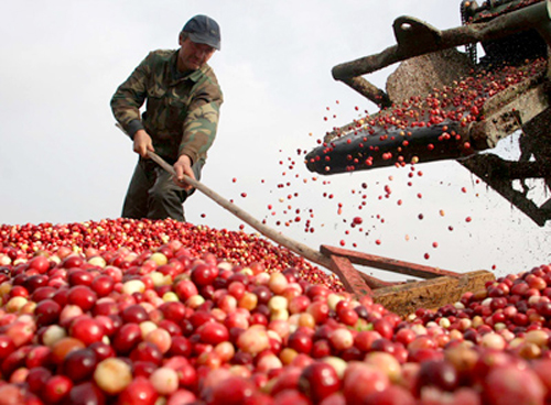 Giá cà phê hôm nay 2310 Cà phê quay đầu tăng mạnh sau phiên giảm trước đó