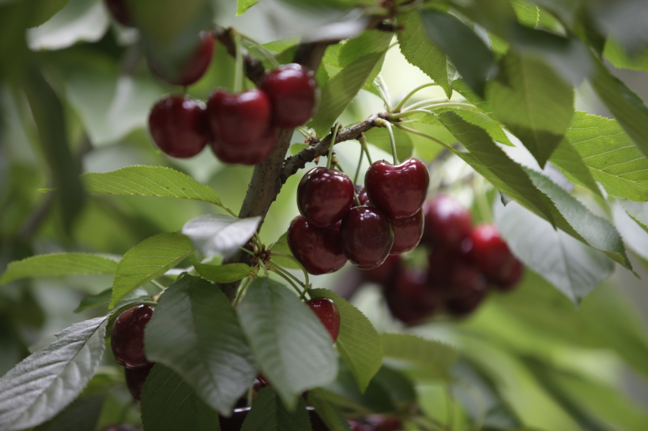 Anh đào Chile sắp xuất hiện tại Việt Nam