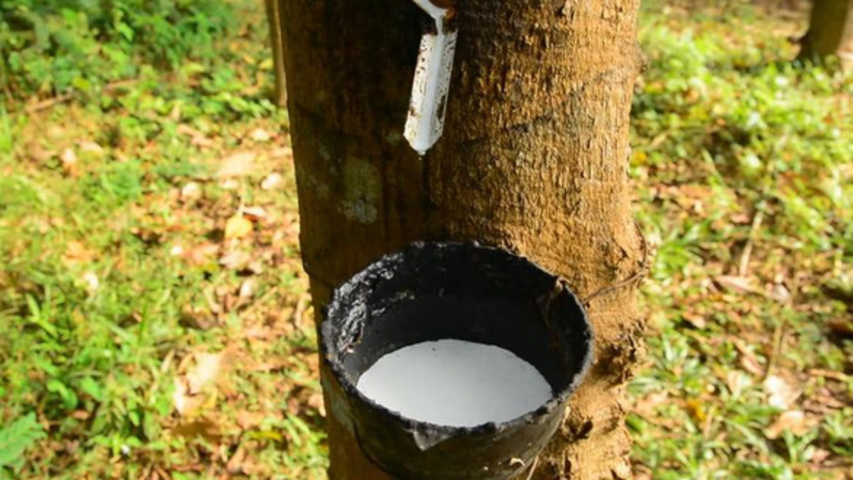 Giá cao su hôm nay 2710 Tiếp đà tăng chiều qua