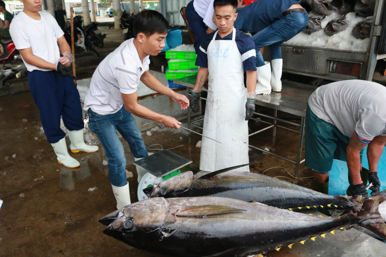 Xuất khẩu cá ngừ sang Italya tăng gần 8.6%