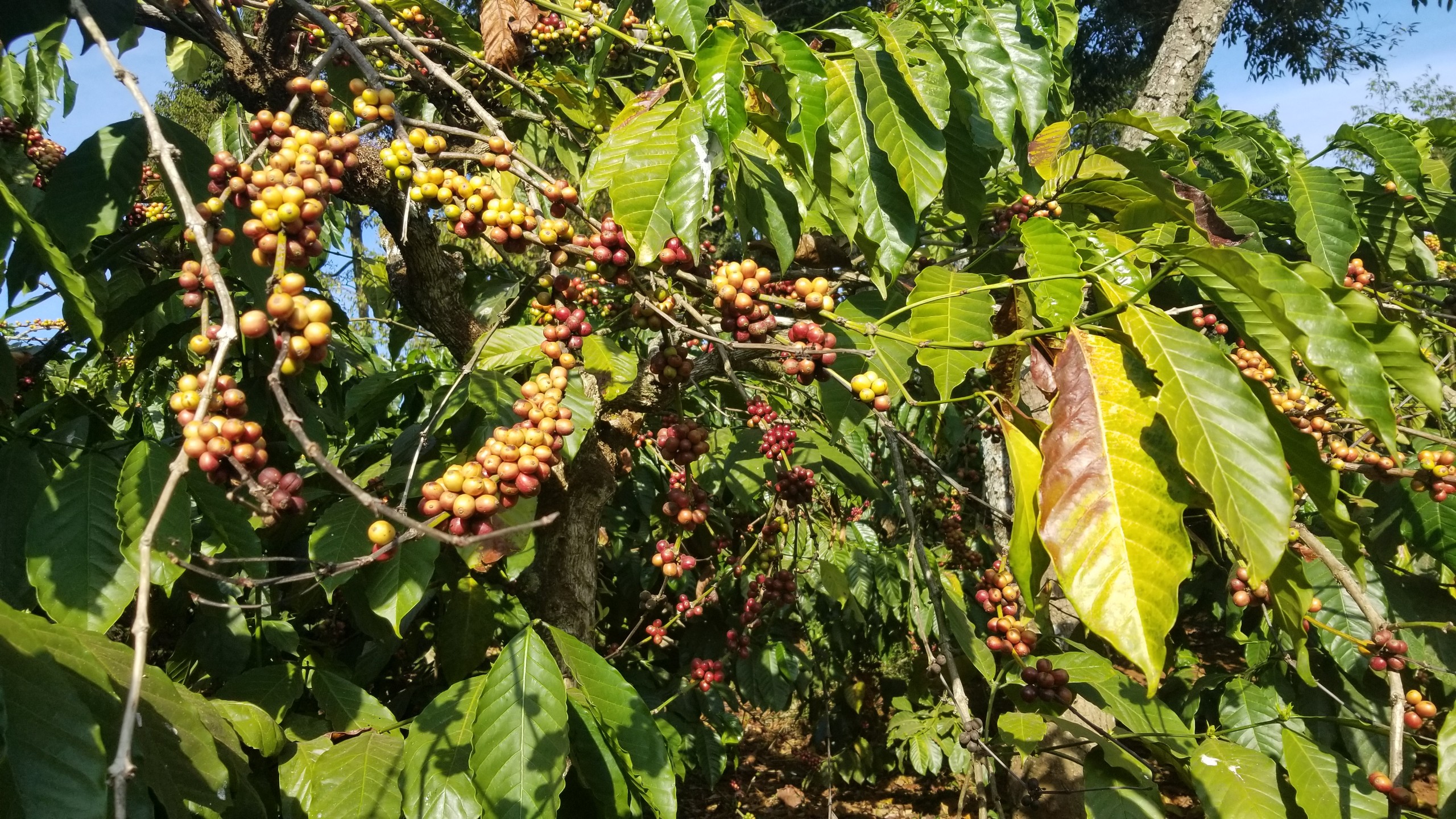 Giá tiêu hôm nay 2910 Giao dịch ở mức 52.000 - 54.500 đồngkg