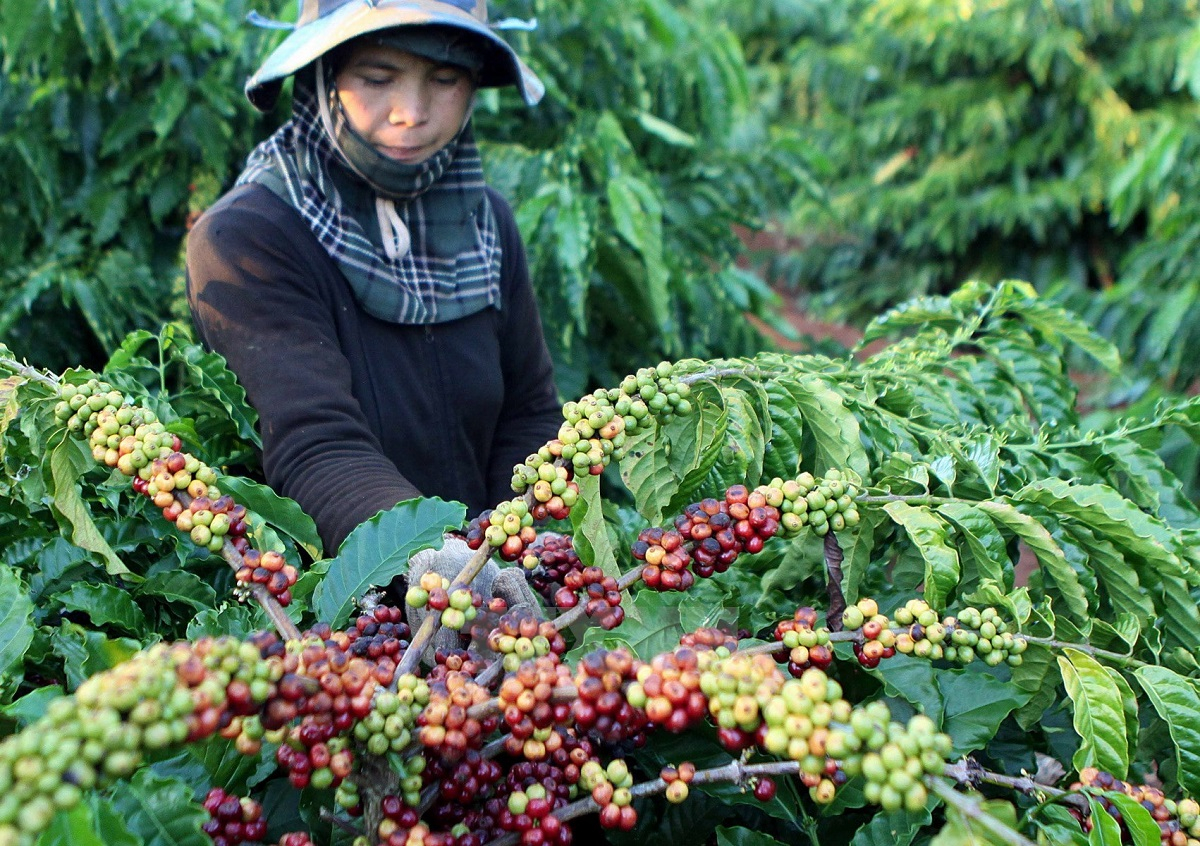 Giá cà phê hôm nay 2910 Tăng nhẹ ở các vùng trọng điểm