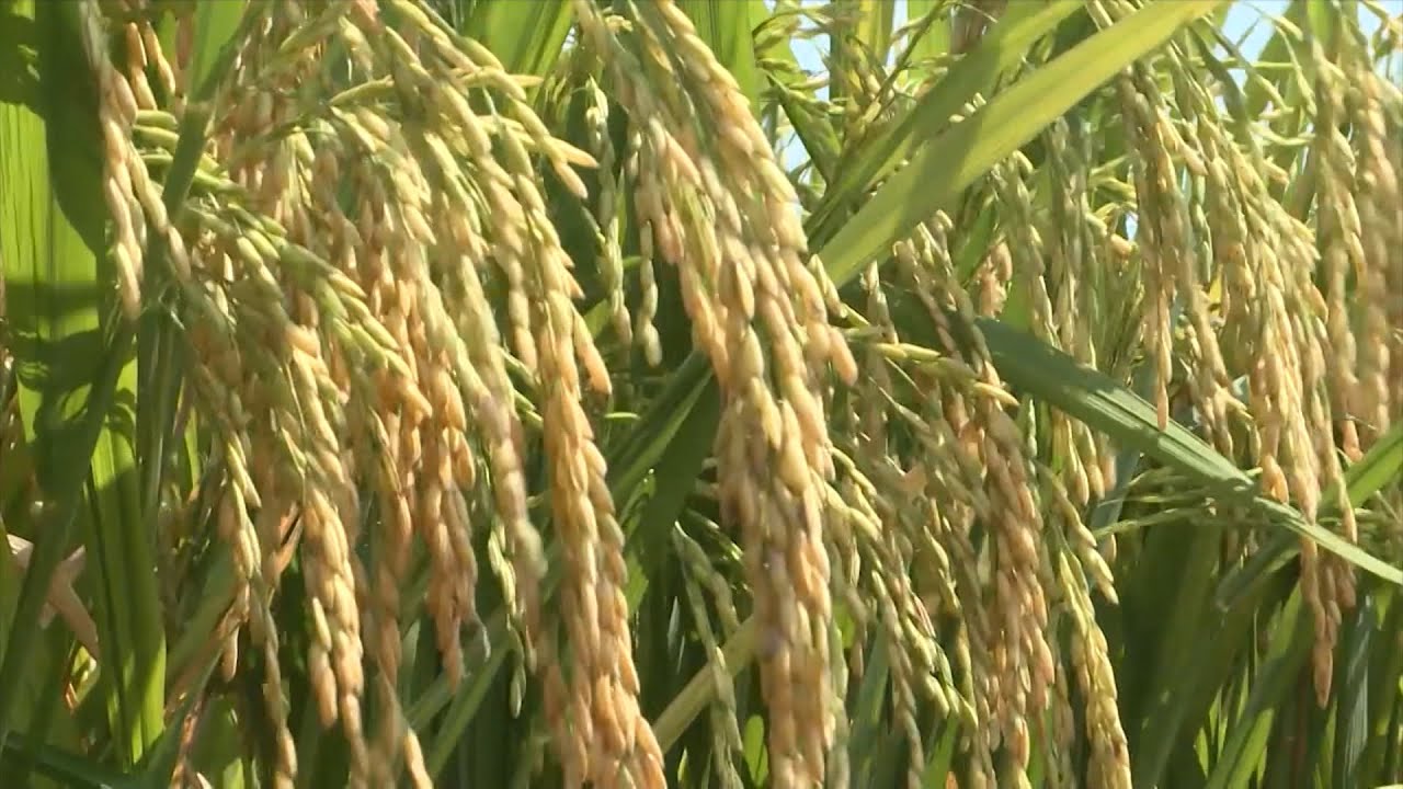 Giá lúa gạo hôm nay ngày 311 Tăng nhẹ do nguồn cung hạn chế