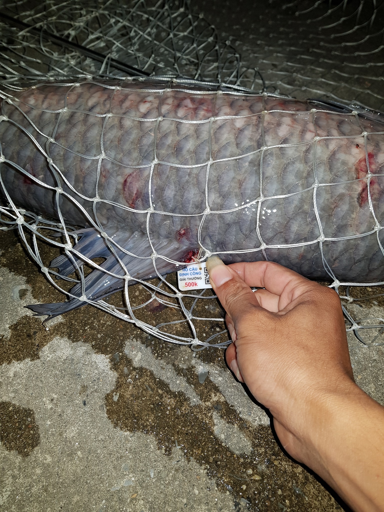 Hồ điều hòa Định Công biến thành hồ câu dịch vụ “vung cần câu tiền”