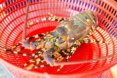 Bảo hộ chỉ dẫn địa lý “Phú Yên” cho tôm hùm bông