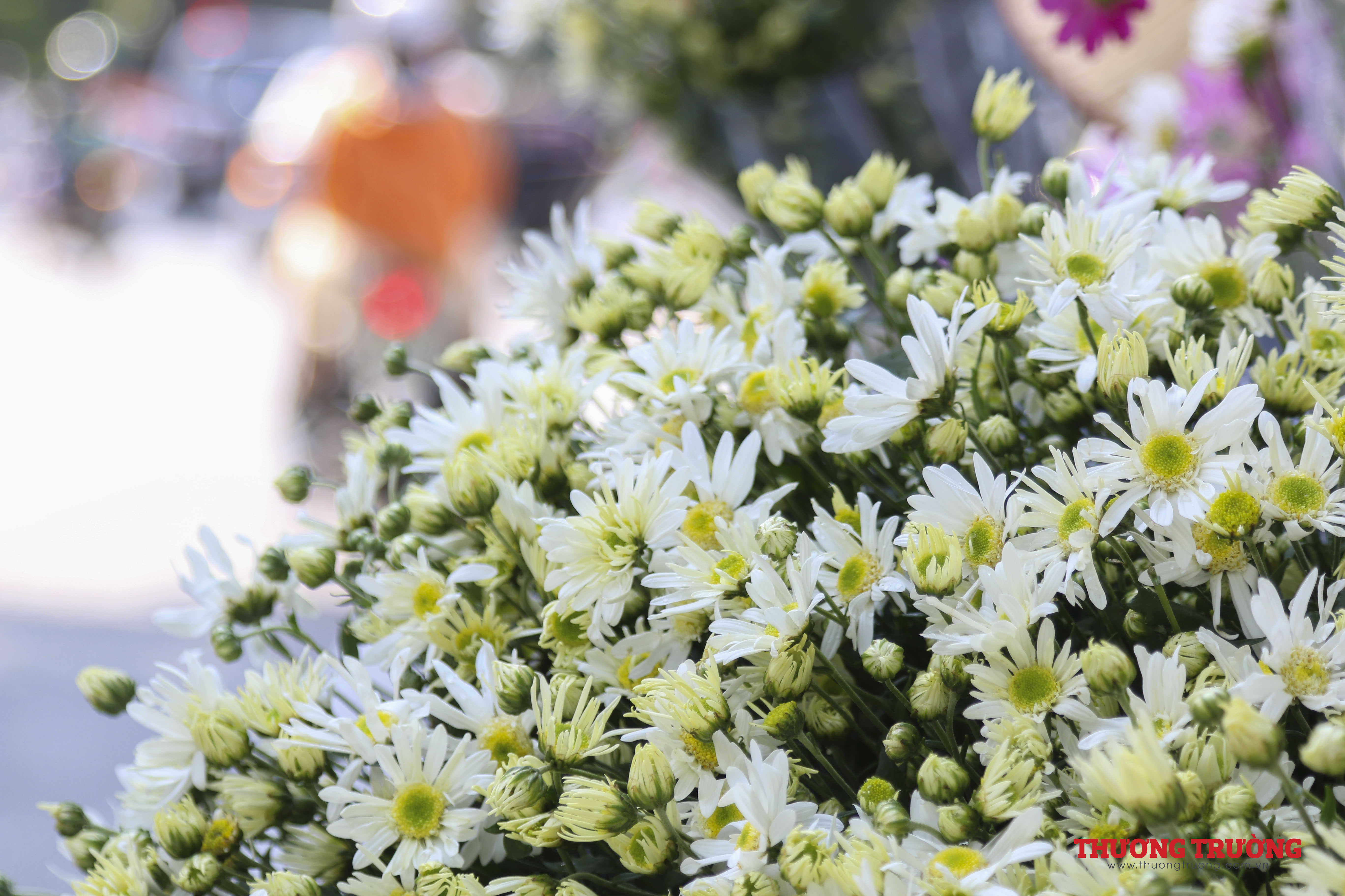 Họa mi tinh khôi gọi đông về len lỏi khắp phố phường Hà Nội