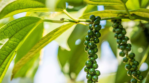 Giá tiêu hôm nay 1411 Giá tiêu chờ đà tăng mới