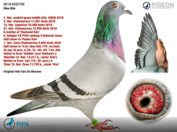 Một chú chim bồ câu có giá 35 tỷ đồng