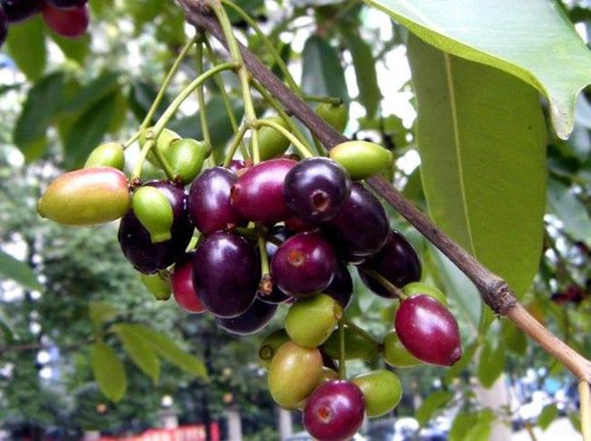 Loại quả lạ với tên gọi “bốc mùi” có giá vài trăm ghìn đồng