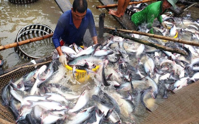 Dự báo giá cá tra nguyên liệu có thể tiếp tục tăng